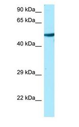 TUBA1A / Tubulin Alpha 1A antibody Western Blot of HeLa.