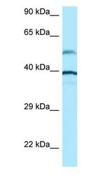 TUBA1A / Tubulin Alpha 1A antibody Western Blot of Jurkat.