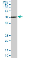 TUBA3 monoclonal antibody (M06), clone 2D2. Western Blot analysis of TUBA3 expression in HepG2.