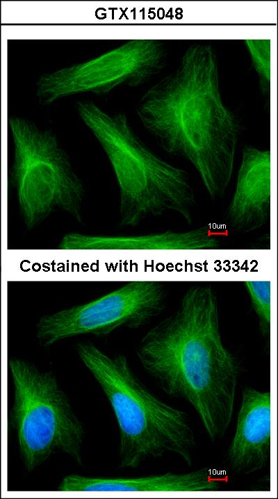 Immunofluorescence of paraformaldehyde-fixed HeLa using alpha Tubulin 1A antibody at 1:200 dilution.