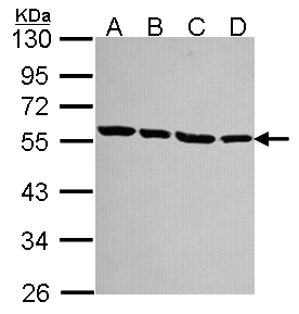 Sample (30 ug of whole cell lysate). A:293T, B: A431 , C: JurKat, D: Raji. 10% SDS PAGE. TUBA1A / Tubulin Alpha 1a antibody diluted at 1:1000.