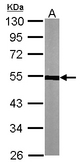 Sample (30 ug of whole cell lysate). A: NIH-3T3. 10% SDS PAGE. TUBA1A / Tubulin Alpha 1a antibody diluted at 1:1000.