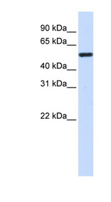TUBA4A antibody LS-C101828 Western blot of Placenta lysate.
