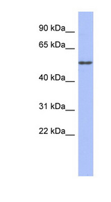TUBA4A antibody LS-C110489 Western blot of Fetal Small Intestine lysate.