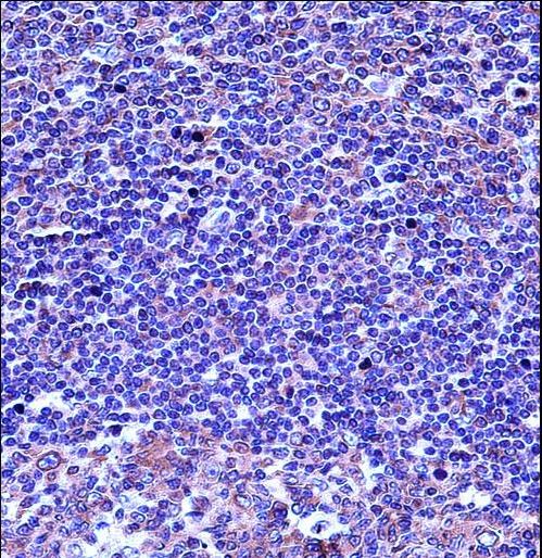 TUBA4A Antibody immunohistochemistry of formalin-fixed and paraffin-embedded human tonsil tissue followed by peroxidase-conjugated secondary antibody and DAB staining.