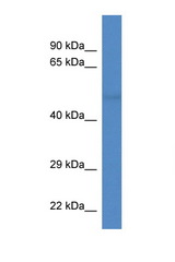 TUBA8 antibody LS-C135437 Western blot of Mouse Spleen lysate. Antibody concentration 1 ug/ml.