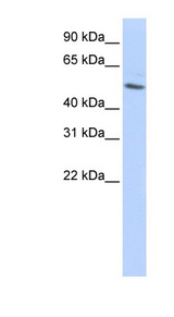 TUBB / Tubulin, Beta antibody LS-C111699 Western blot of HepG2 cell lysate.