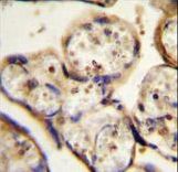 TBB1 Antibody immunohistochemistry of formalin-fixed and paraffin-embedded human placenta tissue followed by peroxidase-conjugated secondary antibody and DAB staining.