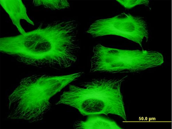 Immunofluorescence of monoclonal antibody to TUBB2A on HeLa cell. [antibody concentration 10 ug/ml].