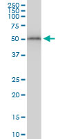 Antibody LS-B6160 Western blot of TUBB2A expression in NIH/3T3.