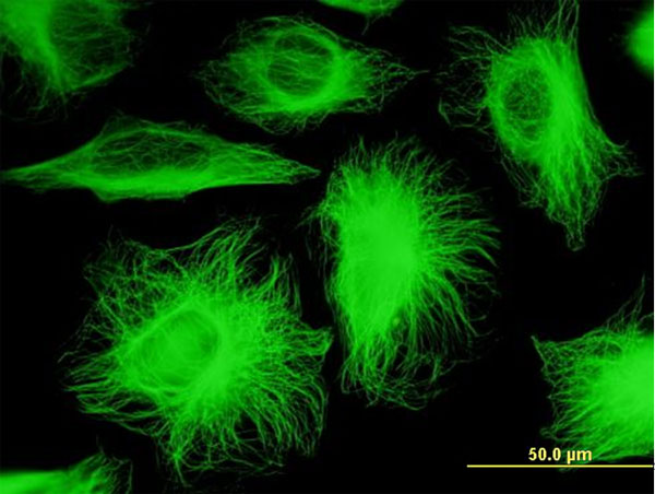 Immunofluorescence of monoclonal antibody to TUBB2A on HeLa cell. [antibody concentration 10 ug/ml].