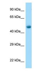 TUBB2A / Tubulin Beta 2A antibody Western Blot of Mouse Muscle.
