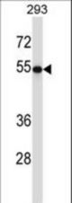 TUBB2A Antibody western blot of 293 cell line lysates (35 ug/lane). The TUBB2A antibody detected the TUBB2A protein (arrow).