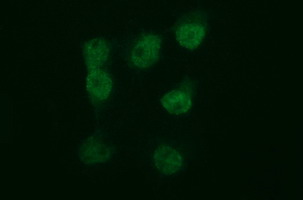 Anti-TUBB2B mouse monoclonal antibody immunofluorescent staining of COS7 cells transiently transfected by pCMV6-ENTRY TUBB2B.