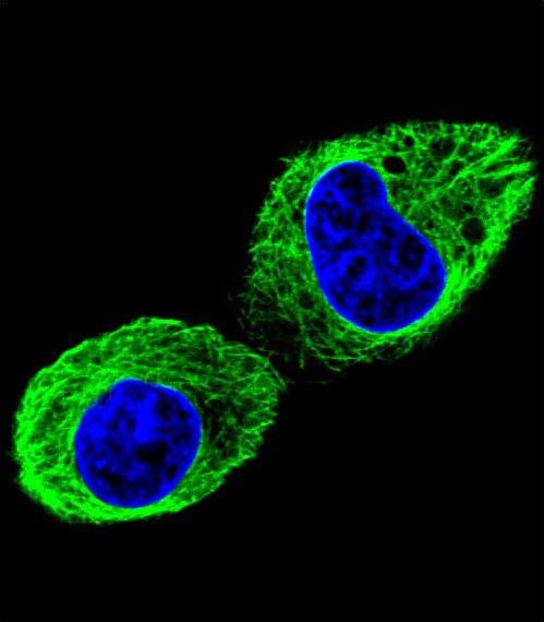Confocal immunofluorescent of TUBB2B Antibody with HepG2 cell followed by Alexa Fluor 488-conjugated goat anti-rabbit lgG (green). DAPI was used to stain the cell nuclear (blue).