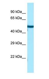TUBB3 / Tubulin Beta 3 antibody Western Blot of Fetal Heart.