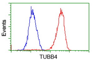Flow cytometry of HeLa cells, using anti-TUBB4 antibody (Red), compared to a nonspecific negative control antibody (Blue).