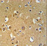 TUBB2C Antibody IHC of formalin-fixed and paraffin-embedded human brain tissue followed by peroxidase-conjugated secondary antibody and DAB staining.