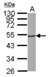 Sample (30 ug of whole cell lysate) A: NIH-3T3 10% SDS PAGE TUBB2C antibody diluted at 1:5000