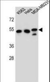 TUBB6 Antibody western blot of K562,HeLa,MDA-MB231 cell line lysates (35 ug/lane). The TUBB6 antibody detected the TUBB6 protein (arrow).