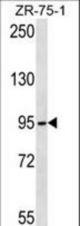 TUBGCP2 Antibody western blot of ZR-75-1 cell line lysates (35 ug/lane). The TUBGCP2 antibody detected the TUBGCP2 protein (arrow).