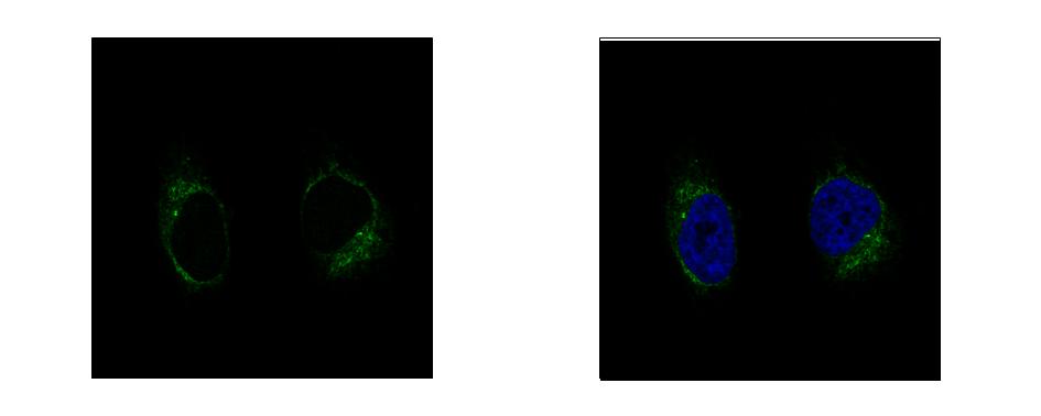 GCP2 antibody [N1N2], N-term detects TUBGCP2 protein at centrosome by confocal immunofluorescent analysis. HeLa cells were fixed in 4% paraformaldehyde at RT for 15 min. TUBGCP2 protein stained by GCP2 antibody [N1N2], N-term diluted at 1:500. 