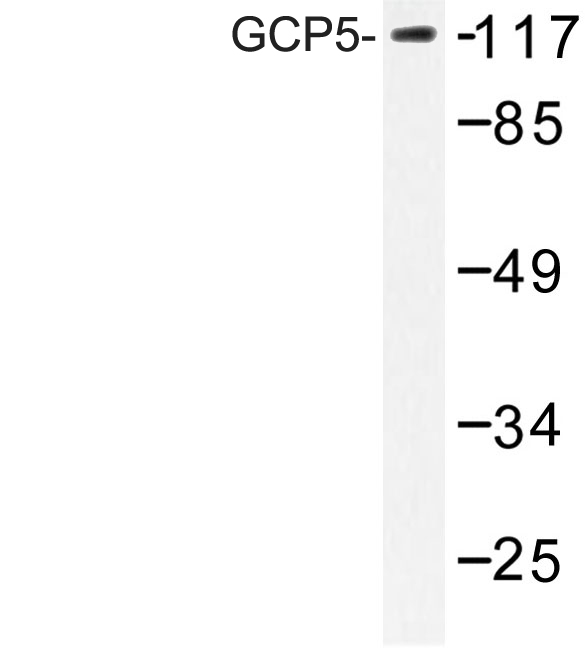 Western blot of GCP5 (I779) pAb in extracts from HT-29 cells.