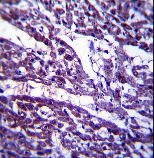 TUBGCP5 Antibody immunohistochemistry of formalin-fixed and paraffin-embedded human heart tissue followed by peroxidase-conjugated secondary antibody and DAB staining.