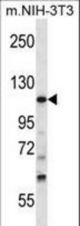 TUBGCP5 Antibody western blot of mouse NIH-3T3 cell line lysates (35 ug/lane). The TUBGCP5 antibody detected the TUBGCP5 protein (arrow).
