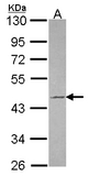 Sample (30 ug of whole cell lysate). A: JurKat. 10% SDS PAGE. TUFT1 antibody diluted at 1:1000.