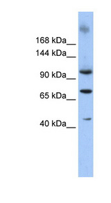 TUT1 antibody LS-C101437 Western blot of 293T cell lysate.