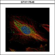 Confocal immunofluorescence analysis (Olympus FV10i) of methanol-fixed HeLa, using PTK9 antibody (Green) at 1:500 dilution. Alpha-tubulin filaments were labeled with alpha-tubulin antibody (Red) at 1:2000.