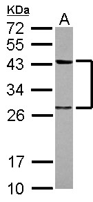 Sample (30 ug of whole cell lysate) A: HeLa 12% SDS PAGE TWF1 / PTK9 antibody diluted at 1:1000