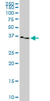 PTK9 monoclonal antibody (M02), clone 1E2. Western blot of PTK9 expression in PC-12.