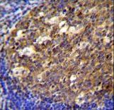 PTK9L Antibody immunohistochemistry of formalin-fixed and paraffin-embedded human tonsil tissue followed by peroxidase-conjugated secondary antibody and DAB staining.