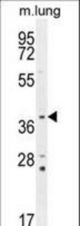PTK9L Antibody western blot of mouse lung tissue lysates (35 ug/lane). The PTK9L antibody detected the PTK9L protein (arrow).