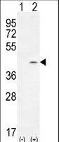 Western blot of PTK9L (arrow) using rabbit polyclonal PTK9L Antibody. 293 cell lysates (2 ug/lane) either nontransfected (Lane 1) or transiently transfected (Lane 2) with the PTK9L gene.