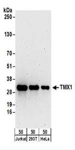 Detection of Human TMX1 by Western Blot. Samples: Whole cell lysate (50 ug) from Jurkat, 293T, and HeLa cells. Antibodies: Affinity purified rabbit anti-TMX1 antibody used for WB at 0.1 ug/ml. Detection: Chemiluminescence with an exposure time of 3 minutes.