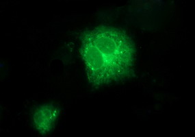Anti-TMX1 mouse monoclonal antibody immunofluorescent staining of COS7 cells transiently transfected by pCMV6-ENTRY TMX1.