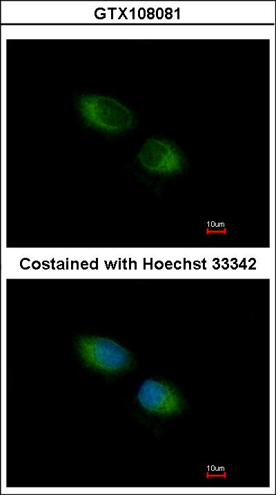 Immunofluorescence of methanol-fixed HeLa using TXNDC1 antibody at 1:500 dilution.