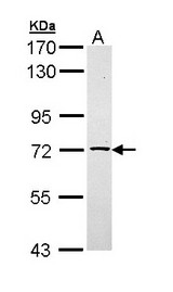Sample (30 ug of whole cell lysate). A: Raji. 7.5% SDS PAGE. TXNDC3 antibody diluted at 1:1000.