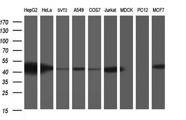 Western blot of extracts (35ug) from 9 different cell lines by using anti-TXNDC5 monoclonal antibody (HepG2: human; HeLa: human; SVT2: mouse; A549: human; COS7: monkey; Jurkat: human; MDCK: canine; PC12: rat; MCF7: human).
