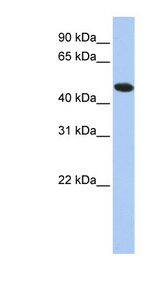 TXNDC5 antibody LS-C102798 Western blot of HepG2 cell lysate.