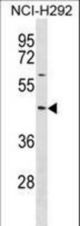 TXNIP Antibody western blot of NCI-H292 cell line lysates (35 ug/lane). The TXNIP antibody detected the TXNIP protein (arrow).