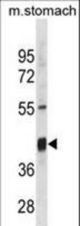 Mouse Txnip Antibody western blot of mouse stomach tissue lysates (35 ug/lane). The Mouse Txnip antibody detected the Mouse Txnip protein (arrow).