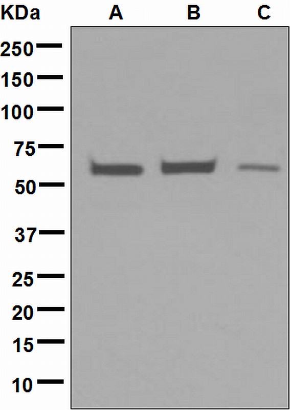 Western blot analysis on (A) HepG2, (B) HeLa, and (C) JAR cell lysates using anti-EHD1 antibody.