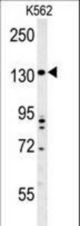 TMEM132D Antibody western blot of K562 cell line lysates (35 ug/lane). The TMEM132D antibody detected the TMEM132D protein (arrow).