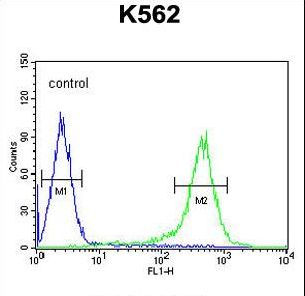 TMEM132D Antibody flow cytometry of K562 cells (right histogram) compared to a negative control cell (left histogram). FITC-conjugated goat-anti-rabbit secondary antibodies were used for the analysis.