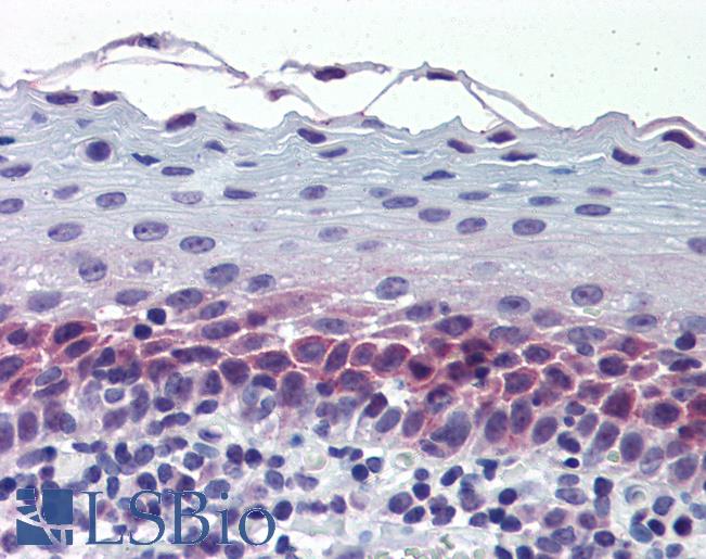 Anti-CEP57 antibody IHC of human tonsil. Immunohistochemistry of formalin-fixed, paraffin-embedded tissue after heat-induced antigen retrieval. Antibody LS-B5984 concentration 5 ug/ml.