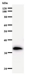 Western blot of immunized recombinant protein using TNPO3 antibody.